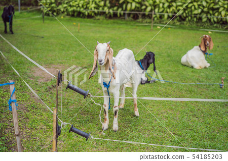 cute white goat with horns standing tall in a goat pen at desa dairy farm calf pen cute white goat with horns standing tall in a goat pen at desa dairy farm calf pen 54185203