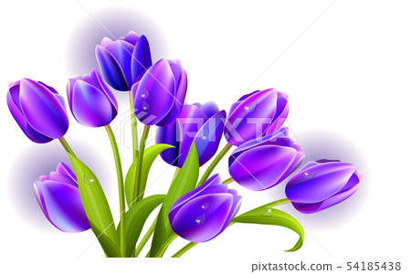 purple tulip white background