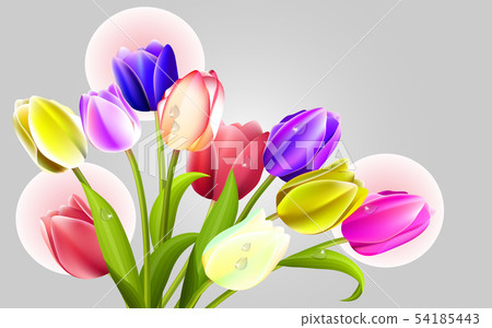 colorful tulips on the white background 54185443