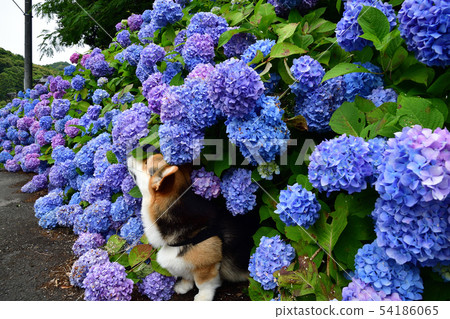 Together with hydrangea Together with hydrangea 54186065