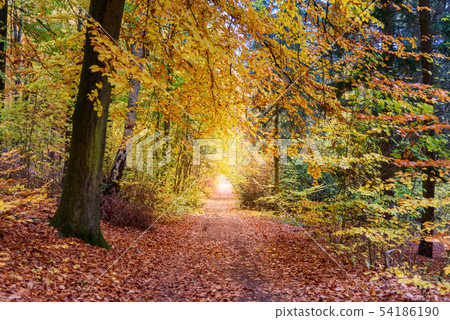 Colorful autumn forest Colorful autumn forest 54186190