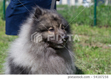 Deutscher wolfspitz on green meadow with his owner 54187238