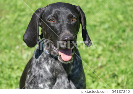 Portrait of norwegian sports mestizo. Sled dog. Portrait of norwegian sports mestizo. Sled dog. 54187240
