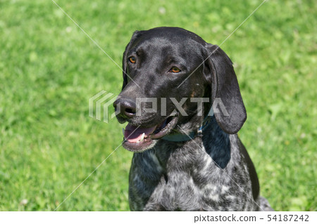 Norwegian sports mestizo. Sled dog. Pet animals. Norwegian sports mestizo. Sled dog. Pet animals. 54187242