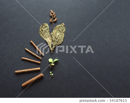 Various stages in the production of cigars.  54187613