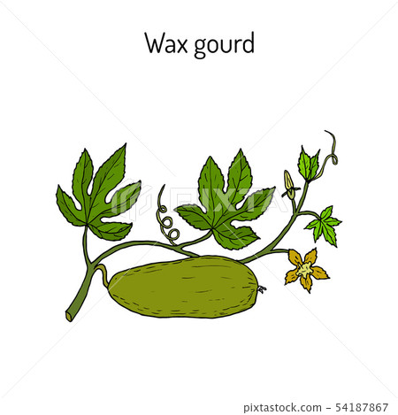 Wax gourd Benincasa hispida , or ash pumpkin, winter melon Wax gourd Benincasa hispida , or ash pumpkin, winter melon 54187867