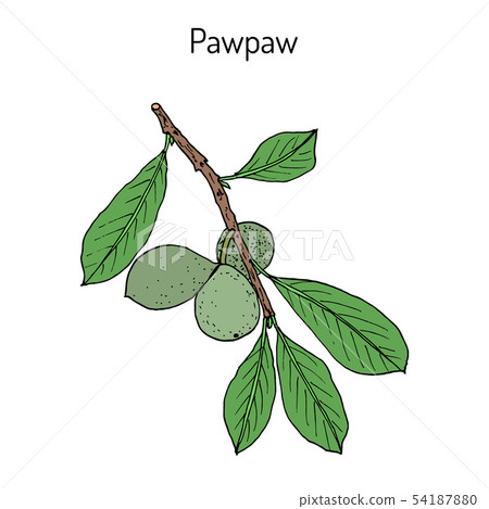 Paw-paw Asimina triloba , medicinal plant 54187880