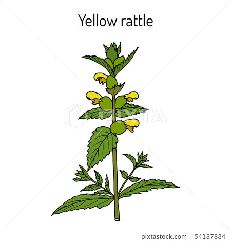 Little yellow rattle Rhinanthus minor , medicinal plant. Little yellow rattle Rhinanthus minor , medicinal plant. 54187884