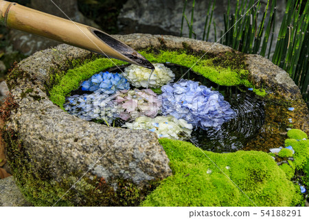 鷹潭吉Yanagi Kannon繡球花 54188291