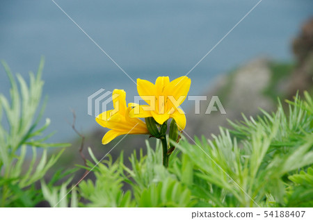 Cliffs of Ezo Fern 54188407