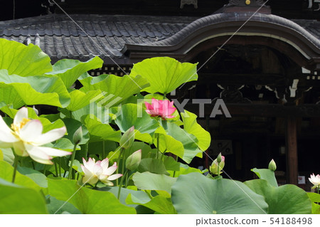 京都府宇治市Sanmurotodera蓮花 54188498