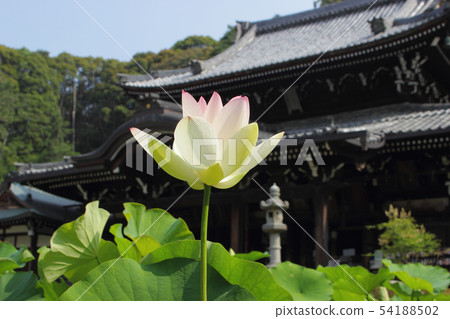 京都府宇治市Sanmurotodera蓮花 54188502