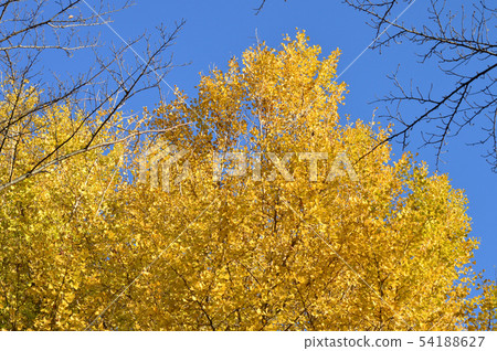 Photograph which photographed yellow Ginkgo tree against the blue sky Photograph which photographed yellow Ginkgo tree against the blue sky 54188627