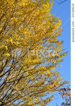 Photograph which photographed yellow Ginkgo tree against the blue sky 54188628