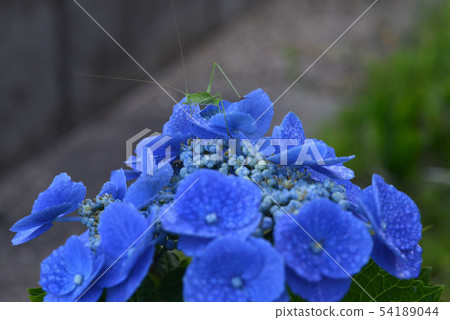 Tsuyumushi和繡球花1 54189044