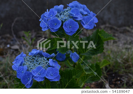 Gaku Ajisai 4 54189047