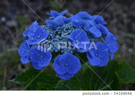 Gaku Ajisai 5 54189048