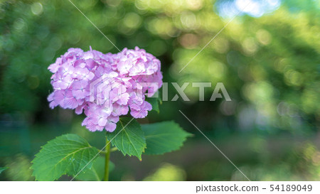 繡球花紫色 54189049