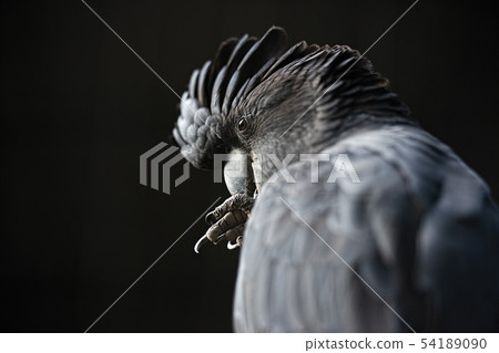 Red Tailed Black Cockatoo 54189090