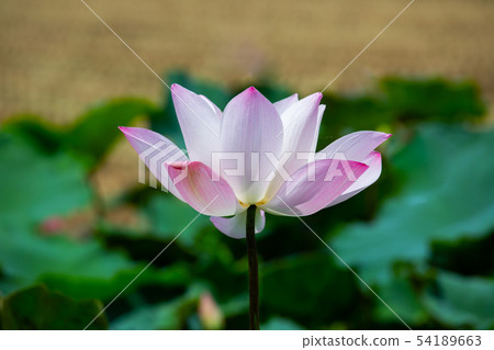 Asia, Taiwan, Tainan White River Lotus Asia, Taiwan, Tainan Lotus Asia, Taiwan, Tainan White River Lotus Asia, Taiwan, Tainan Lotus 54189663