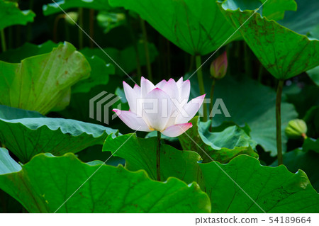 亞洲臺灣臺南白河蓮花Asia, Taiwan, Tainan Lotus 亞洲臺灣臺南白河蓮花Asia, Taiwan, Tainan Lotus 54189664