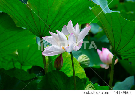 Asia, Taiwan, Tainan White River Lotus Asia, Taiwan, Tainan Lotus Asia, Taiwan, Tainan White River Lotus Asia, Taiwan, Tainan Lotus 54189665