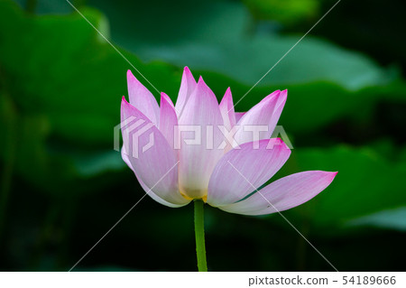 Asia, Taiwan, Tainan White River Lotus Asia, Taiwan, Tainan Lotus Asia, Taiwan, Tainan White River Lotus Asia, Taiwan, Tainan Lotus 54189666