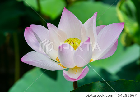 亞洲臺灣臺南白河蓮花Asia, Taiwan, Tainan Lotus 54189667