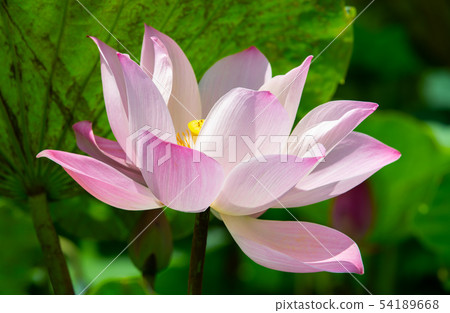 Asia, Taiwan, Tainan White River Lotus Asia, Taiwan, Tainan Lotus Asia, Taiwan, Tainan White River Lotus Asia, Taiwan, Tainan Lotus 54189668