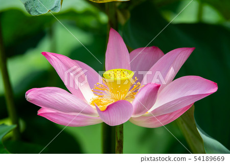 Asia, Taiwan, Tainan White River Lotus Asia, Taiwan, Tainan Lotus Asia, Taiwan, Tainan White River Lotus Asia, Taiwan, Tainan Lotus 54189669