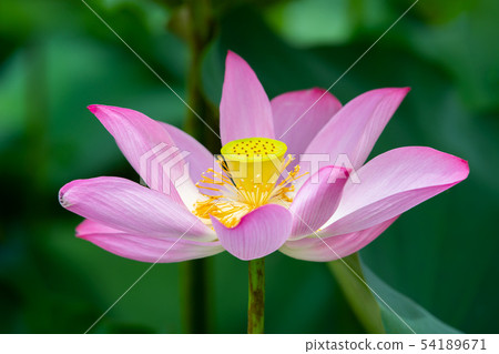 Asia, Taiwan, Tainan White River Lotus Asia, Taiwan, Tainan Lotus Asia, Taiwan, Tainan White River Lotus Asia, Taiwan, Tainan Lotus 54189671