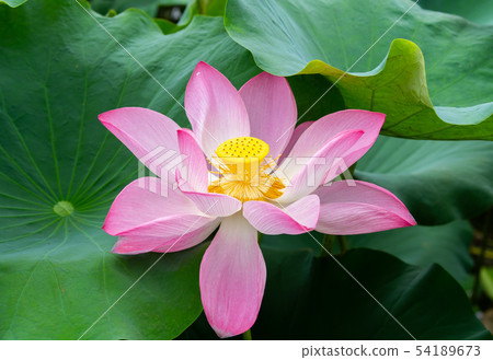 亞洲臺灣臺南白河蓮花Asia, Taiwan, Tainan Lotus 54189673