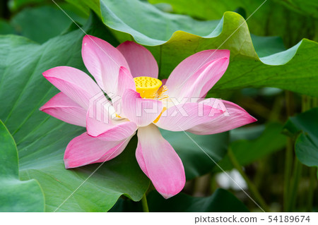 Asia, Taiwan, Tainan White River Lotus Asia, Taiwan, Tainan Lotus Asia, Taiwan, Tainan White River Lotus Asia, Taiwan, Tainan Lotus 54189674