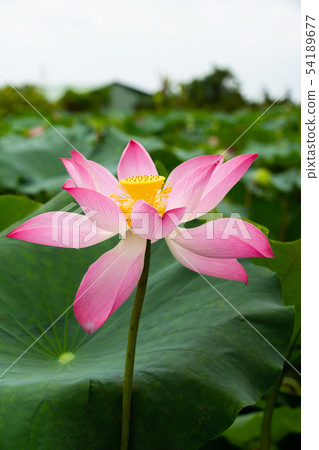 Asia, Taiwan, Tainan White River Lotus Asia, Taiwan, Tainan Lotus Asia, Taiwan, Tainan White River Lotus Asia, Taiwan, Tainan Lotus 54189677