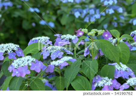 [定額]鎌倉的繡球花 54190762