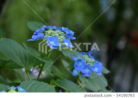 [定額]鎌倉的繡球花 54190763