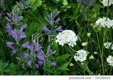 白色鞋帶花和紫色花 54190820