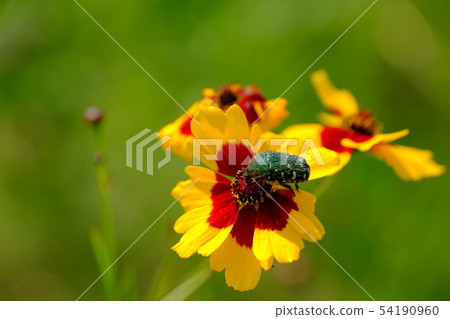 Harusagik and Koa ohanumuri 54190960