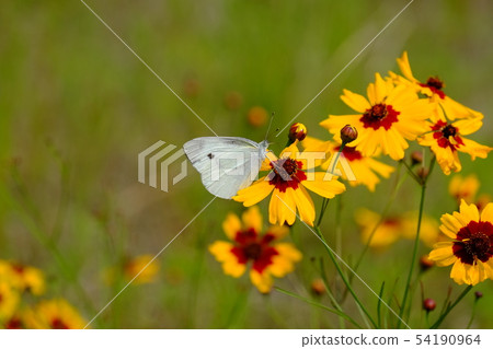 Harpsichord and Monarch Butterfly 54190964