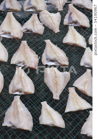flounder flounder 54190967