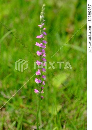 Spiranthes sinensis 54190977