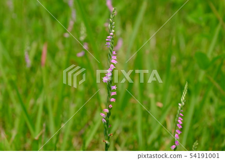 螺絲香蕉 54191001