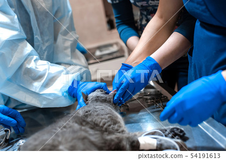 cat under general anesthesia on the operating 54191613