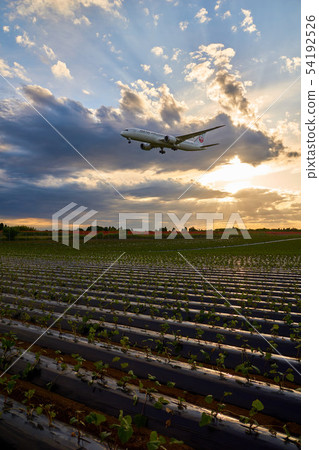 Chiba Prefecture Field Sunset and Airplane Narita International Airport 54192526