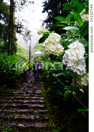 Taiheizan Shrine Ajisai Slope of the Rain 54192544