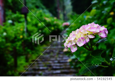 Taiheizan Shrine Ajisai Slope of the Rain 54192545