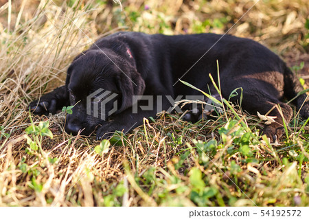 Cute puppy Labrador lying on the grass 54192572