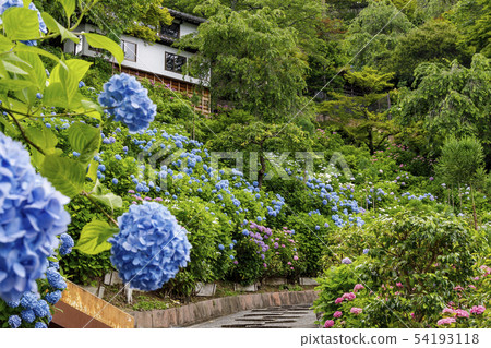 Zenji寺新綠色繡球花 Zenji寺新綠色繡球花 54193118