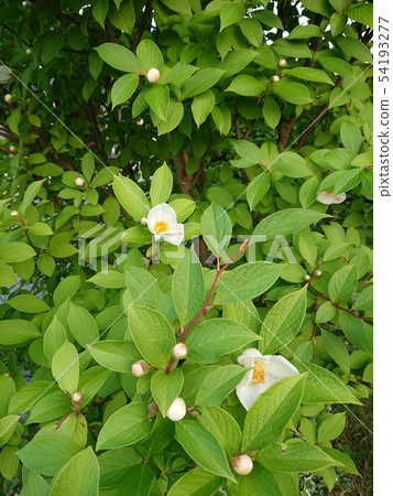 Nature-Plants-Summer Tsubaki (Shara Tree) 54193277