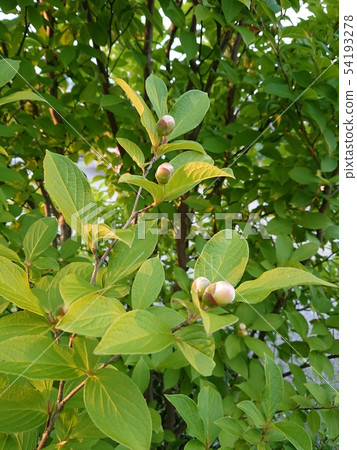 Nature-Plants-Summer Tsubaki (Shara Tree) 54193278